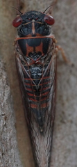 Popplepsalta notialis