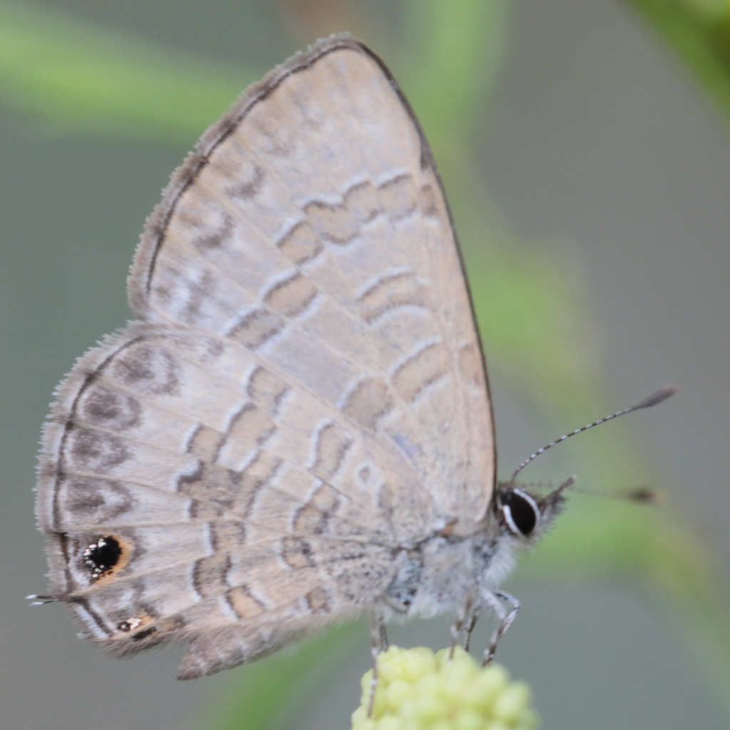 Short-tailed Line-blue