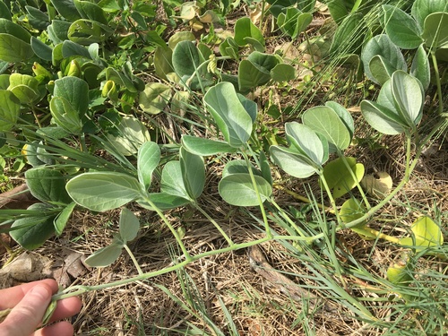 Canavalia sericea