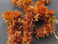 Sphagnum lenense