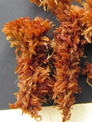 Sphagnum lenense