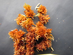 Sphagnum lenense
