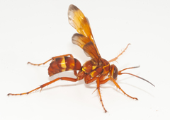 Batozonellus gundlachi