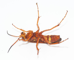 Batozonellus gundlachi