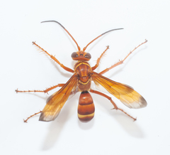 Batozonellus gundlachi