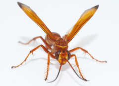 Batozonellus gundlachi