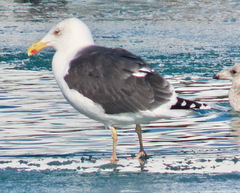 Larus marinus