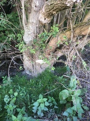 Rigidoporus ulmarius