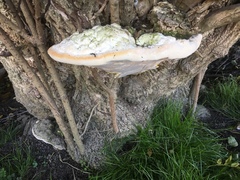 Rigidoporus ulmarius