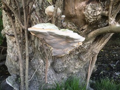 Rigidoporus ulmarius