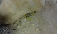 Leiurus hebraeus