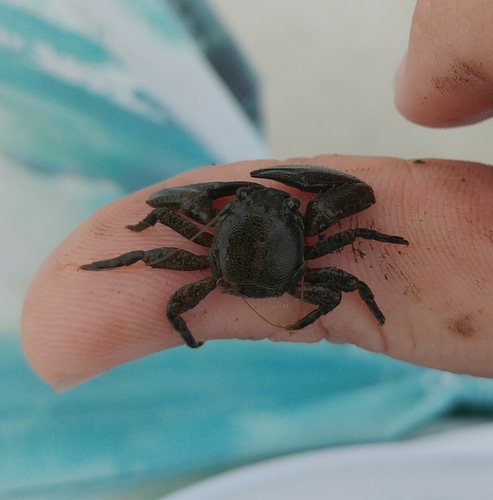 Petrolisthes armatus
