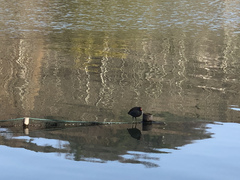 Gallinula chloropus