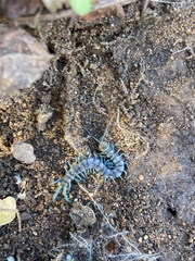 Scolopendra polymorpha