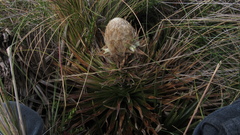 Puya trianae