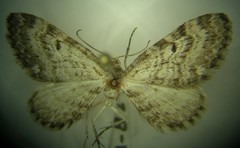Eupithecia russeliata