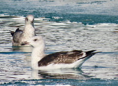 Larus marinus