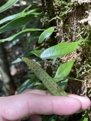 Lemmaphyllum diversum