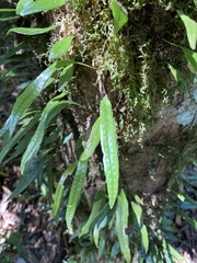 Lemmaphyllum diversum