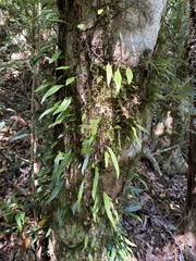 Lemmaphyllum diversum