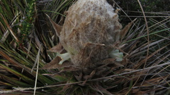 Puya trianae