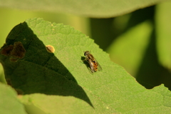 Asemosyrphus