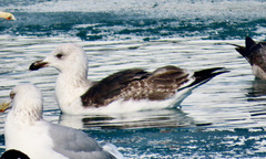 Larus marinus