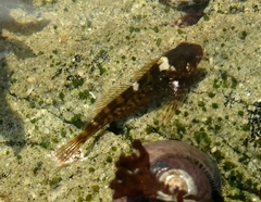 Clinocottus recalvus