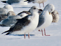 Larus marinus