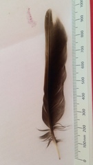 Ixoreus naevius carlottae