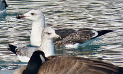 Larus marinus