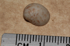 Nerita undata