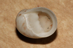 Nerita undata