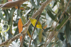 Chlorophonia cyanocephala
