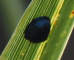 Hemisphaerota cyanea