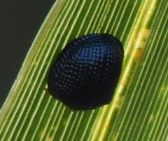 Hemisphaerota cyanea