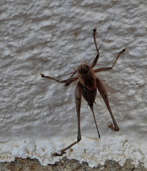 Thyreonotus corsicus