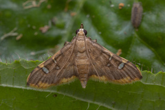 Prophantis adusta
