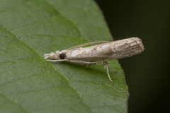 Culladia hastiferalis