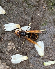 Vespa velutina