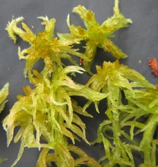 Sphagnum balticum