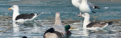Larus marinus