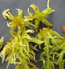 Sphagnum balticum