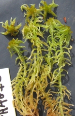 Sphagnum balticum