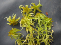 Sphagnum balticum