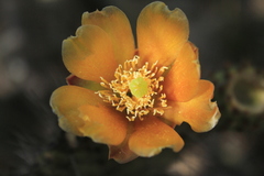 Opuntia schumannii