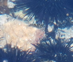 Abudefduf declivifrons