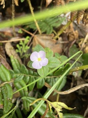 Oenothera rosea