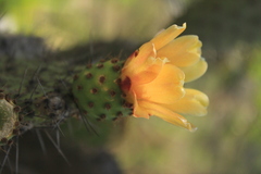 Opuntia schumannii