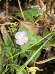 Oenothera rosea